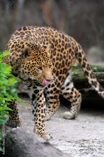 Leopard on nature © byrdyak