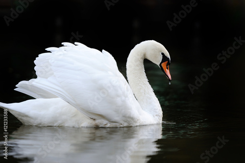 Fototapeta Naklejka Na Ścianę i Meble -  Swan in the lake