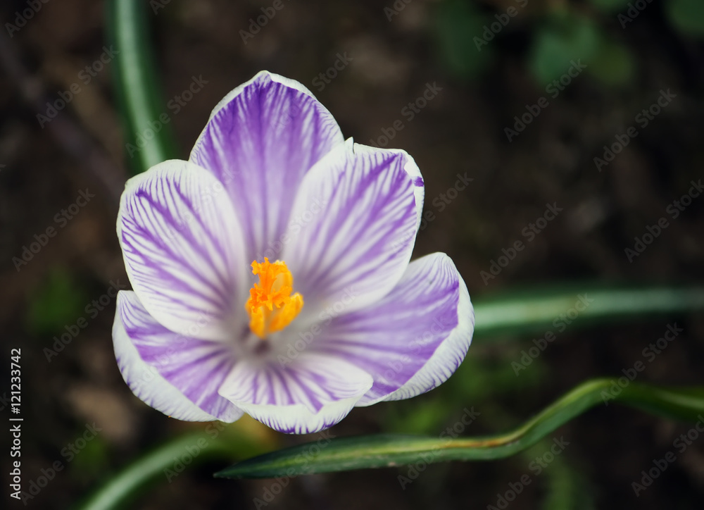 Obraz premium Crocus flowers outdoors