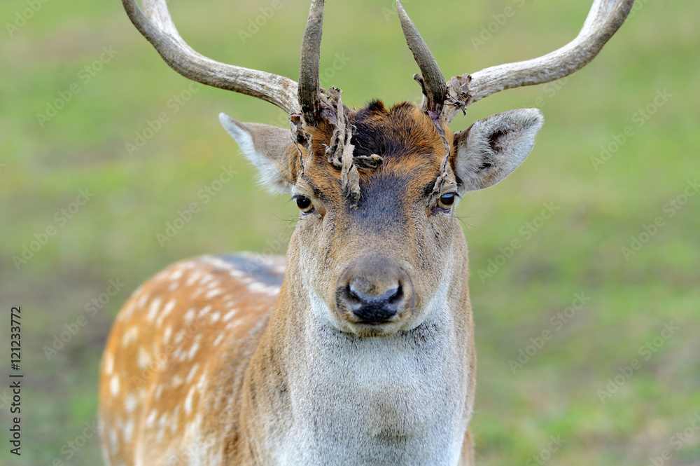 Deer in forest Deer in forest