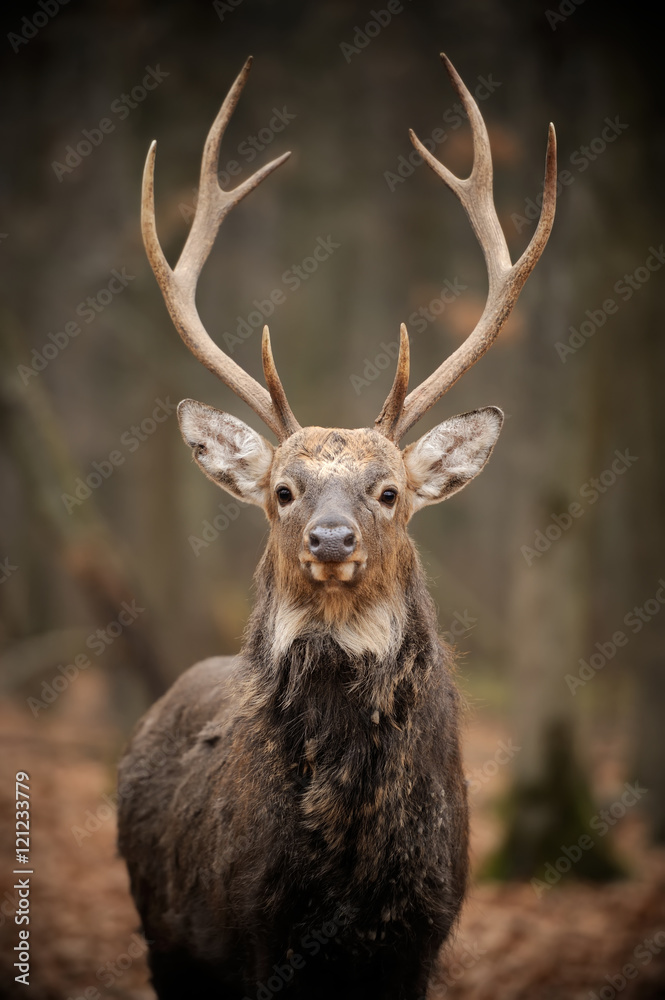 Obraz premium Deer in forest