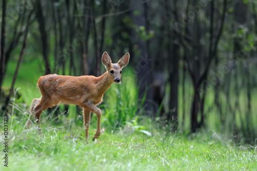 Deer in forest © byrdyak