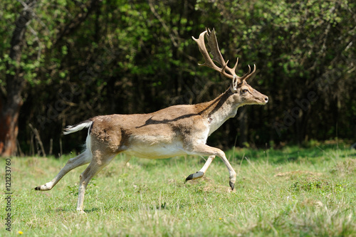 Obraz na płótnie Deer in forest w salonie