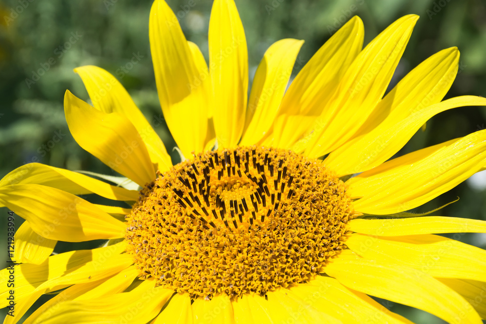 Sunflower close up on sunflower field. Sunflower close up on sunflower field.