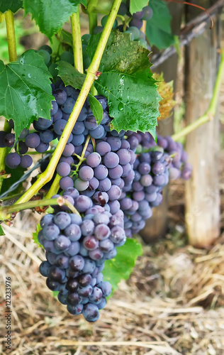 Ripe grapes outdoors