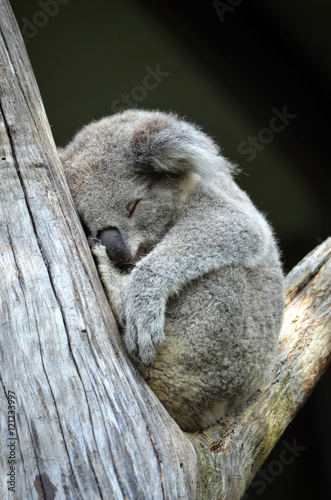 Photography Cute Australian Koala (Phascolarctos cinereus) sleeping in a gum tree