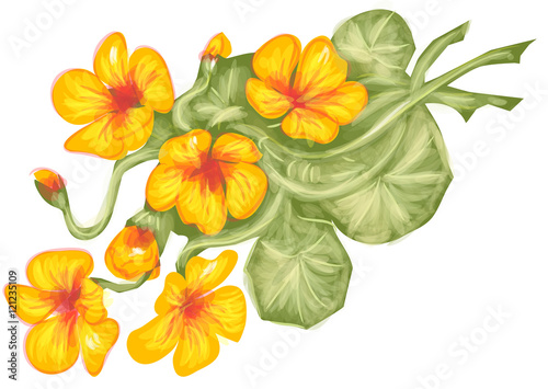 nasturtium