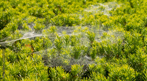 Fotografija cobwebs on the bushes