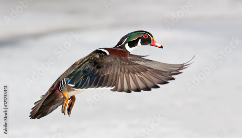 Wood duck male (Aix sponsa) with colourful wings taking flight over the winter snow in Ottawa, Canada