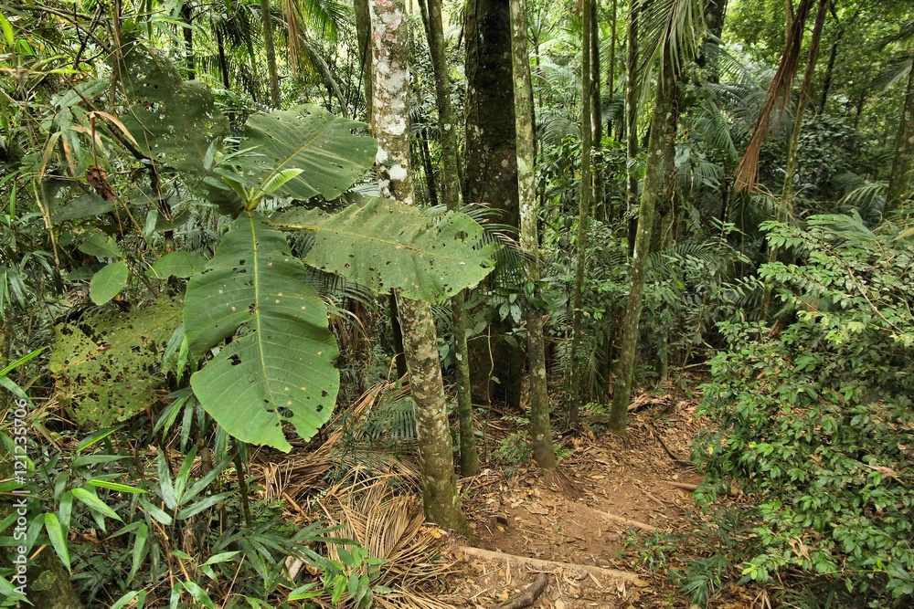 Jungle trail, Brazil Jungle trail, Brazil
