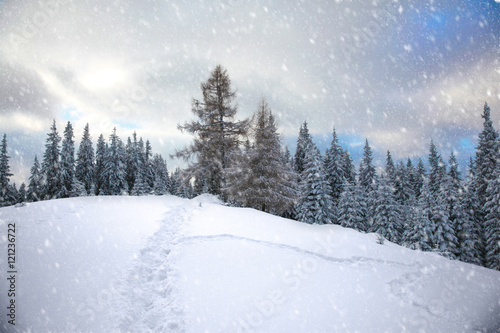 Winter mountain forest.