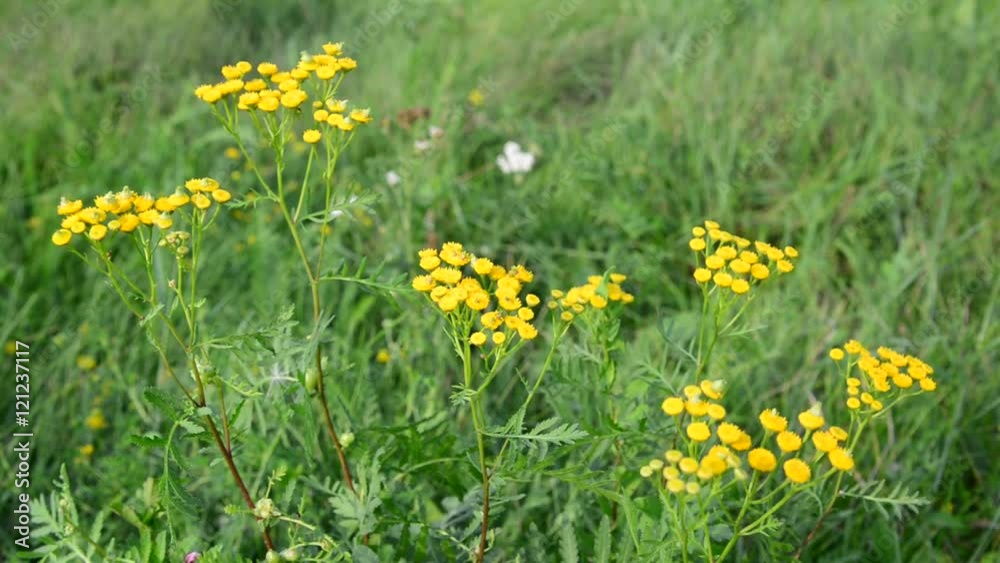 Tansy flowers on meadow in the central part of Russia Tansy flowers on meadow in the central part of Russia