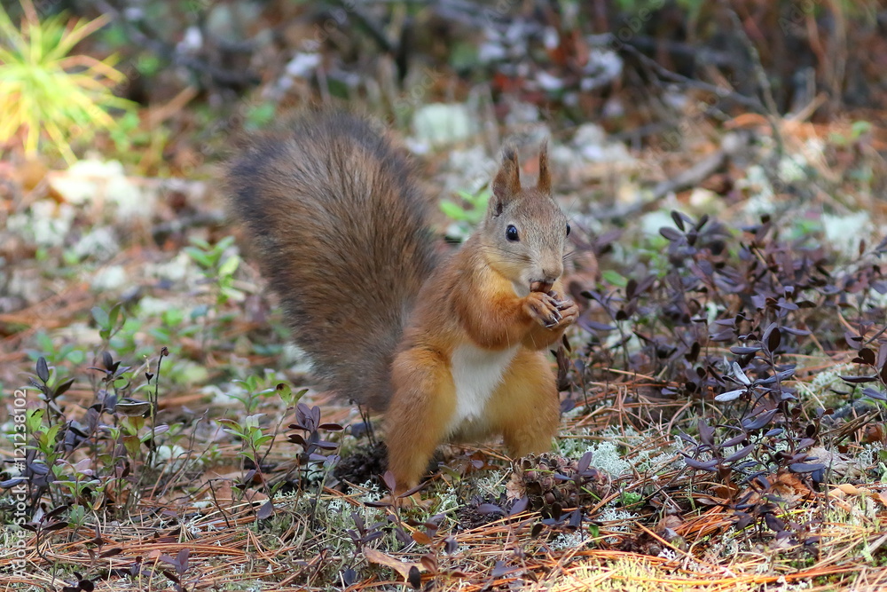 Sciurus vulgaris. Squirrel eats pine nuts Sciurus vulgaris. Squirrel eats pine nuts