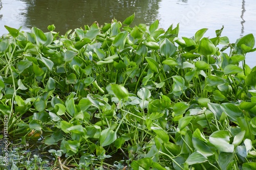 green water hyacinth tree in river , Eichhornia crassipes