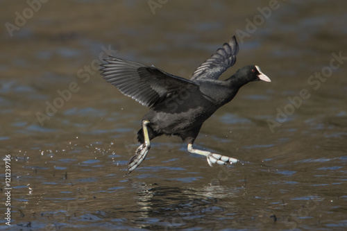 Coot waking on water