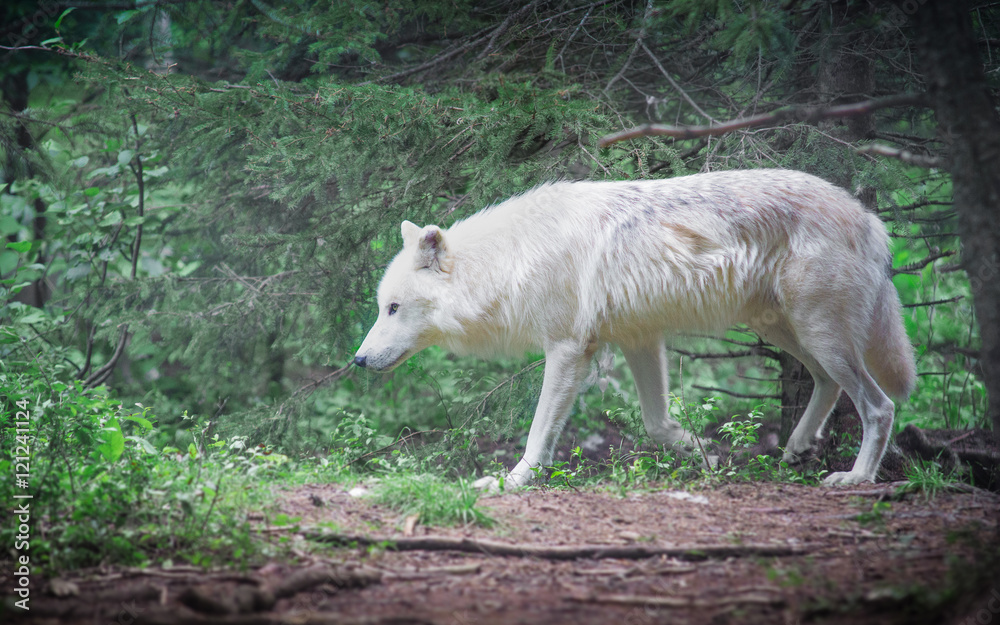 Fototapeta premium wolf