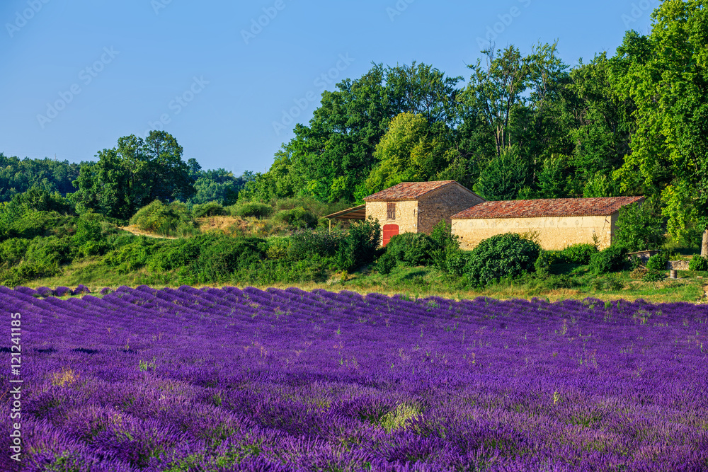 Lavanda fields. Provence