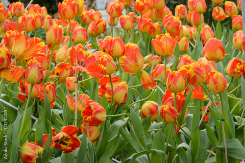 colorful tulips. tulips in spring colourful tulip.