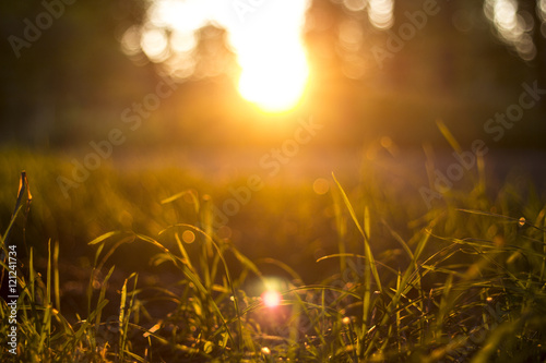 Grass im Sonnenuntergang