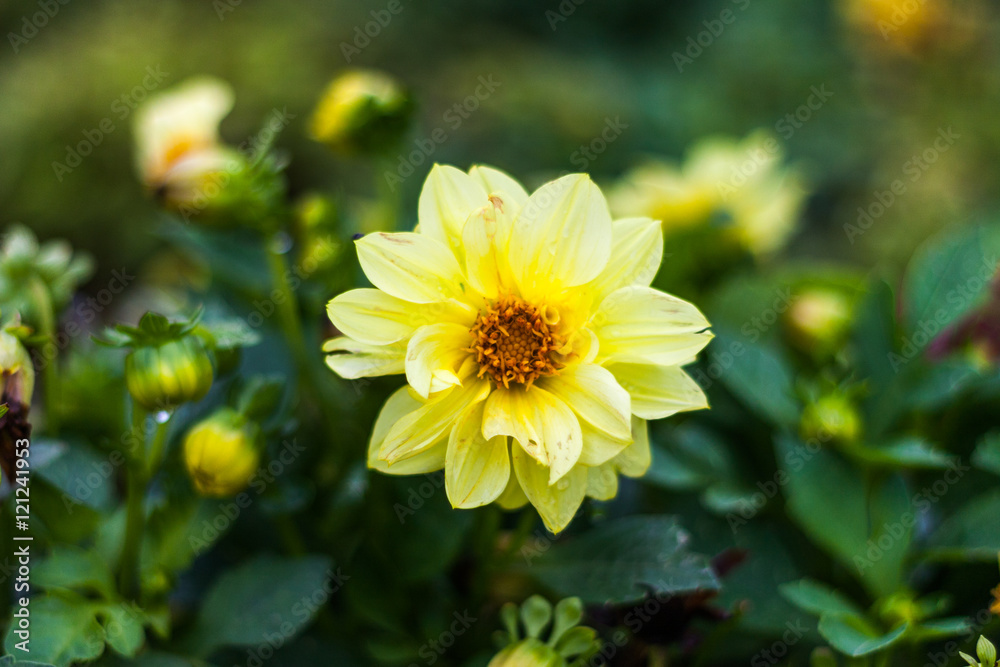 Bright yellow flower closeup Bright yellow flower closeup