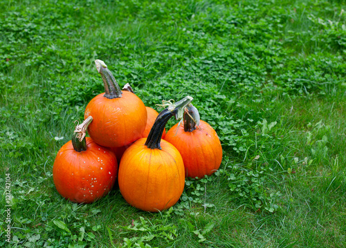 pumpkins on grass photo