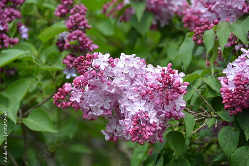 Beautiful lilac tree in the garden  