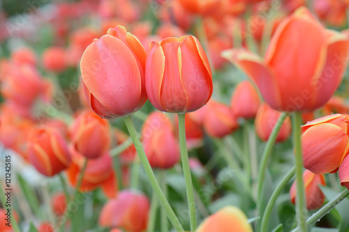 colorful tulips. tulips in spring colourful tulip.