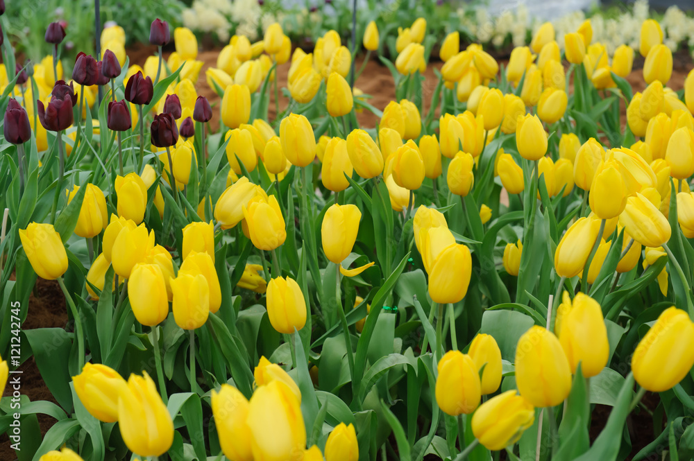 colorful tulips. tulips in spring,colourful tulip. colorful tulips. tulips in spring,colourful tulip.