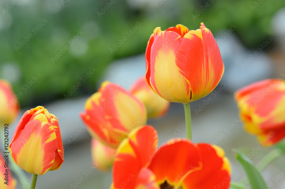 colorful tulips. tulips in spring,colourful tulip. colorful tulips. tulips in spring,colourful tulip.