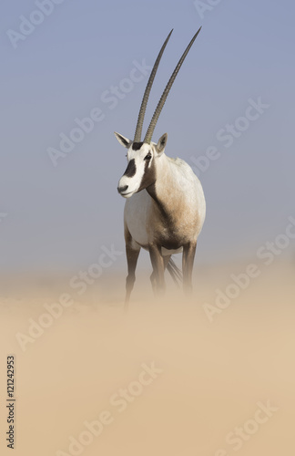 Arabian oryx (Oryx leucoryx) in desert