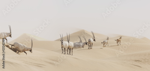 Herd of Arabian Oryx (Oryx leucoryx) in desert photo