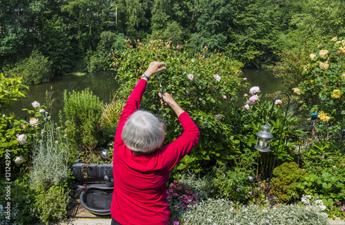 GERMANY NORTH RHINE-WESTFALIA, BONN: Elderly woman with grey hair watering flowers on her terrace with a hose