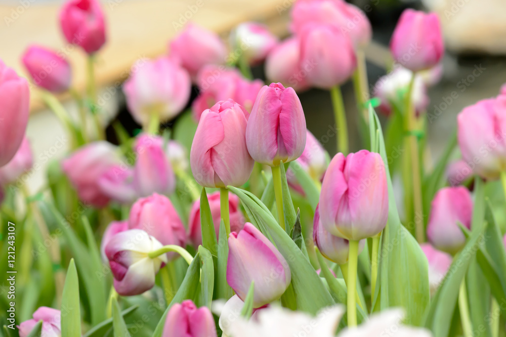 Fototapeta premium colorful tulips. tulips in spring,colourful tulip.