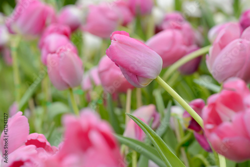 colorful tulips. tulips in spring,colourful tulip. © tuephoto