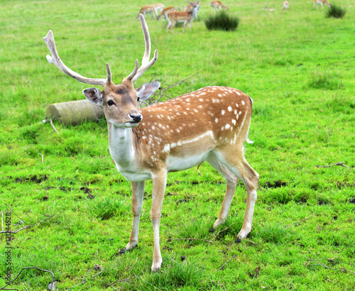 Fallow Deer