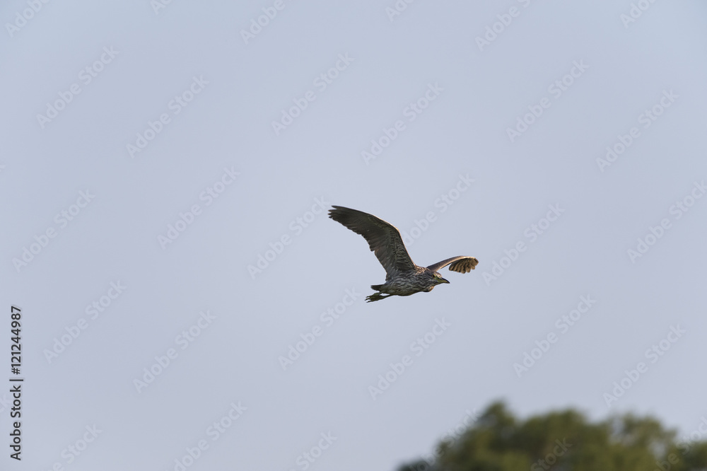 Juvenile Black-crowned Night-Heron in flight Juvenile Black-crowned Night-Heron in flight