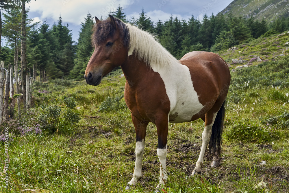 Brown horse with white patches in a meadow Brown horse with white patches in a meadow