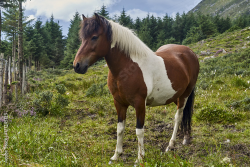 Brown horse with white patches in a meadow © janmiko