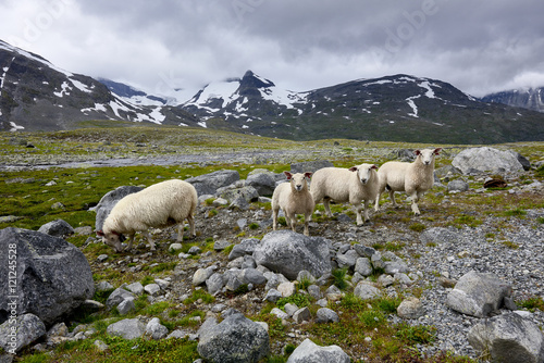 Sheep graze in the mountains near the quiet village, Norway, Joutenheimen