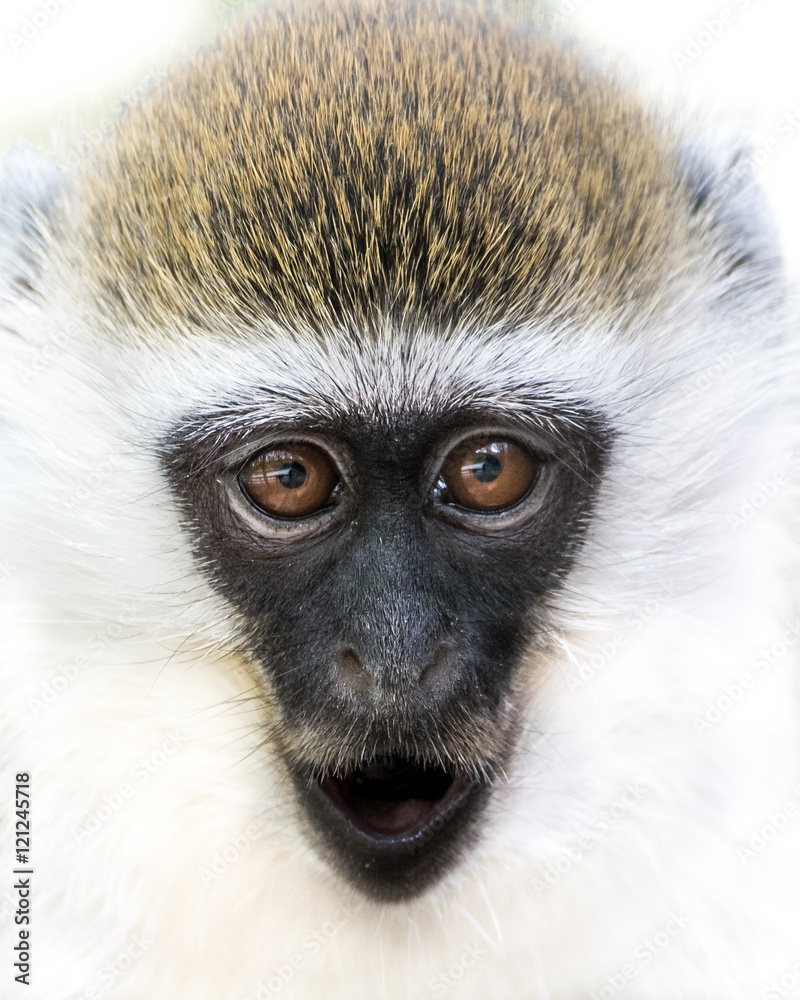 Baby Grivet Monkey III Baby Grivet Monkey III