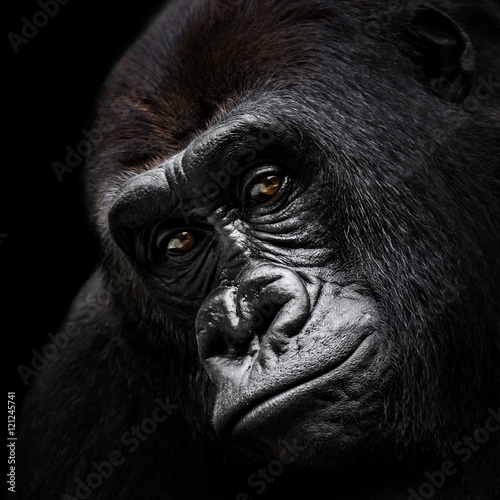 Western Lowland Gorilla VI © Abeselom Zerit