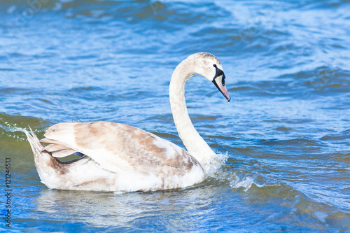 Fototapeta Naklejka Na Ścianę i Meble -  Young mute swan