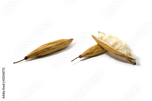 Kapok, Ceiba pentandra or White silk cotton tree( Ceiba pentandra (L.) Gaertn. Wong) Bombacaceae. kapok seeds with white fiber for making pillow isolated on white background photo