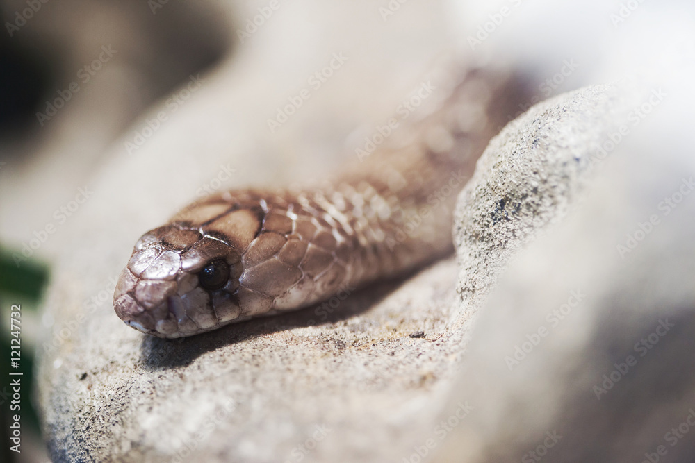 Fototapeta premium Snake in nature