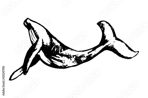 Humpback whale swims