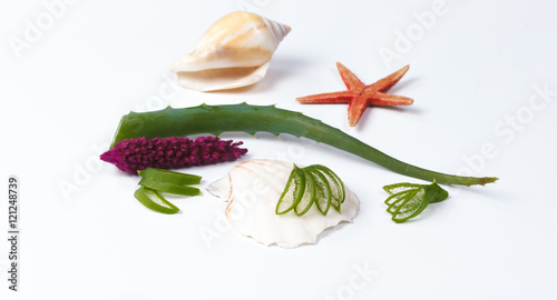 Aloe vera and seashells photo