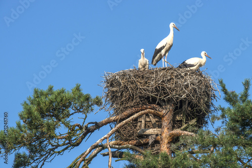 In the small village Bitenai next to Rambynas Park in Lithunia storks build their nest in trees and live in colonies, a very unusual behavior for these birds .