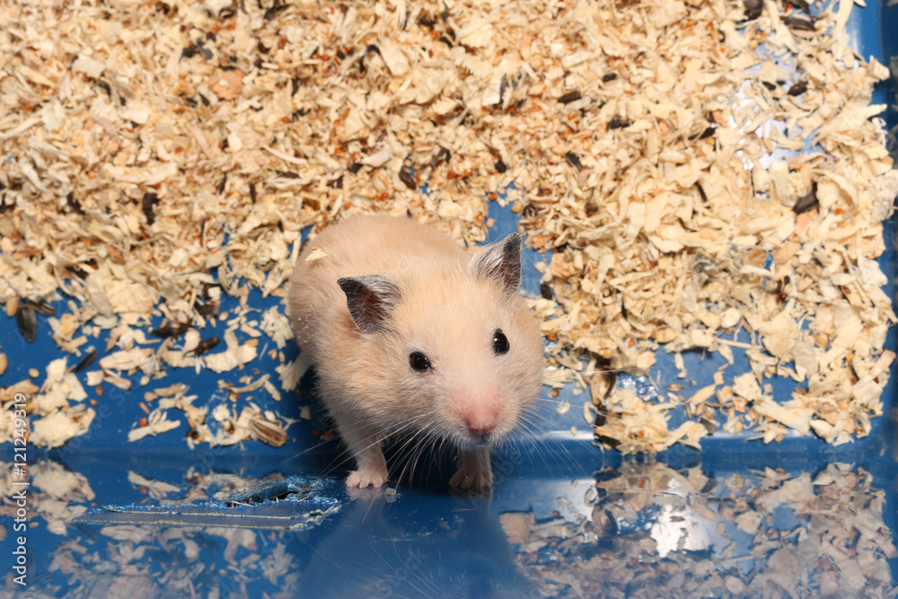 Syrian hamster climbing clearance cage