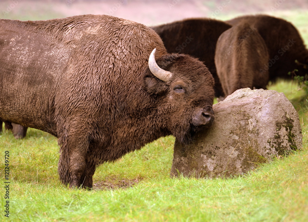 need somebody to lean on, huge buffalo bull is scratching his head on a rock need somebody to lean on, huge buffalo bull is scratching his head on a rock