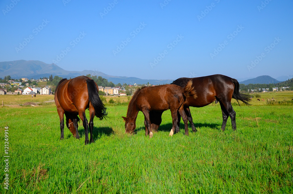 horses on green field, eating fresh grass